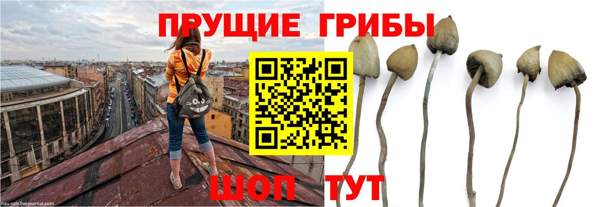 Нижний Тагил  Псилоцибиновые грибы Psilocybe  Вход с VPN 